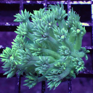 Green Goniopora