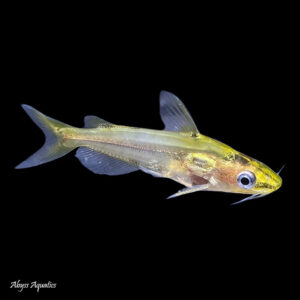 Shadow Catfish are a gentle and shy species