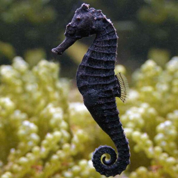 Tank Bred Male Kuda Seahorse, Hippocampus kuda, also go by the name Spotted seahorse.