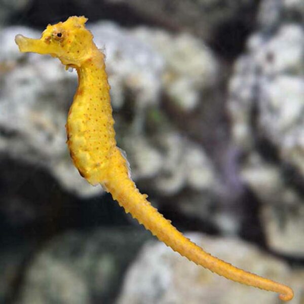 Male Semispinosus Seahorse, Hippocampus semispinosus, also go by the name Half Spined Seahorse.