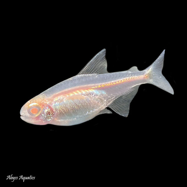 As a selectively bred variety of the popular Glowlight Tetra, the Albino Glowlight Tetra is a beautiful and unique addition to any aquarium. Their vibrant pink and white coloration really pops under aquarium lighting, making them a true standout in any tank. They are easy to care for and get along well with other peaceful fish, making them a great choice for both novice and experienced aquarium enthusiasts. Their active and playful nature is sure to bring life and excitement to any aquarium they call home.