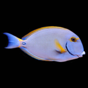Dussumieri Tangs, Acanthurus dussumieri, also go by the name Eyestripe Surgeonfish. 