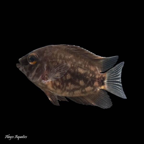 Uaru Cichlid also known as triangle cichlid