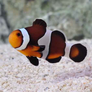 Black Photon Clownfish are absolutely stunning, ocellaris and percula clownfish hybrids.