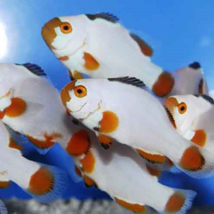 Blizzard Clownfish