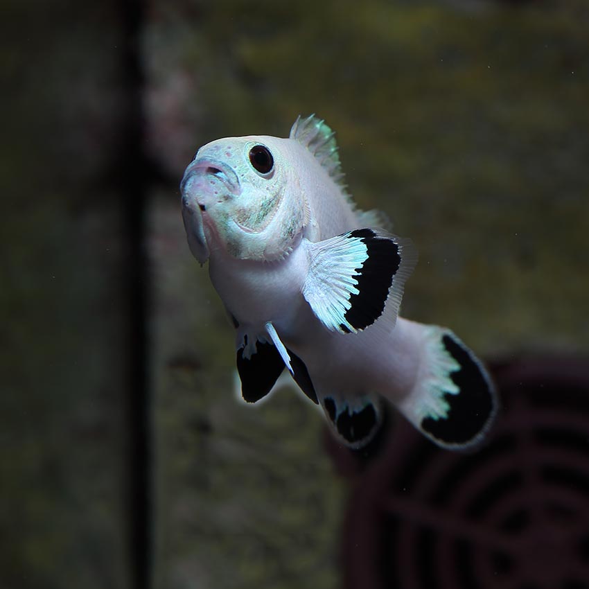 Platinum Storm Clownfish Pair Designer Clownfish Online At Abyss.