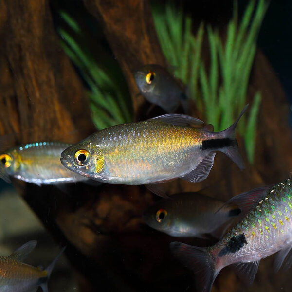 A beautiful large sized tetra rhat can stand up for itself with big fish