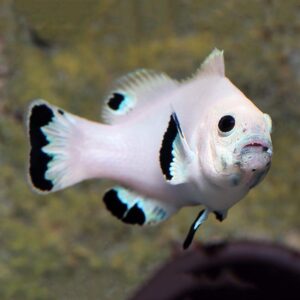Platinum Storm Clownfish Pairs are magnificent Ocellaris variants.