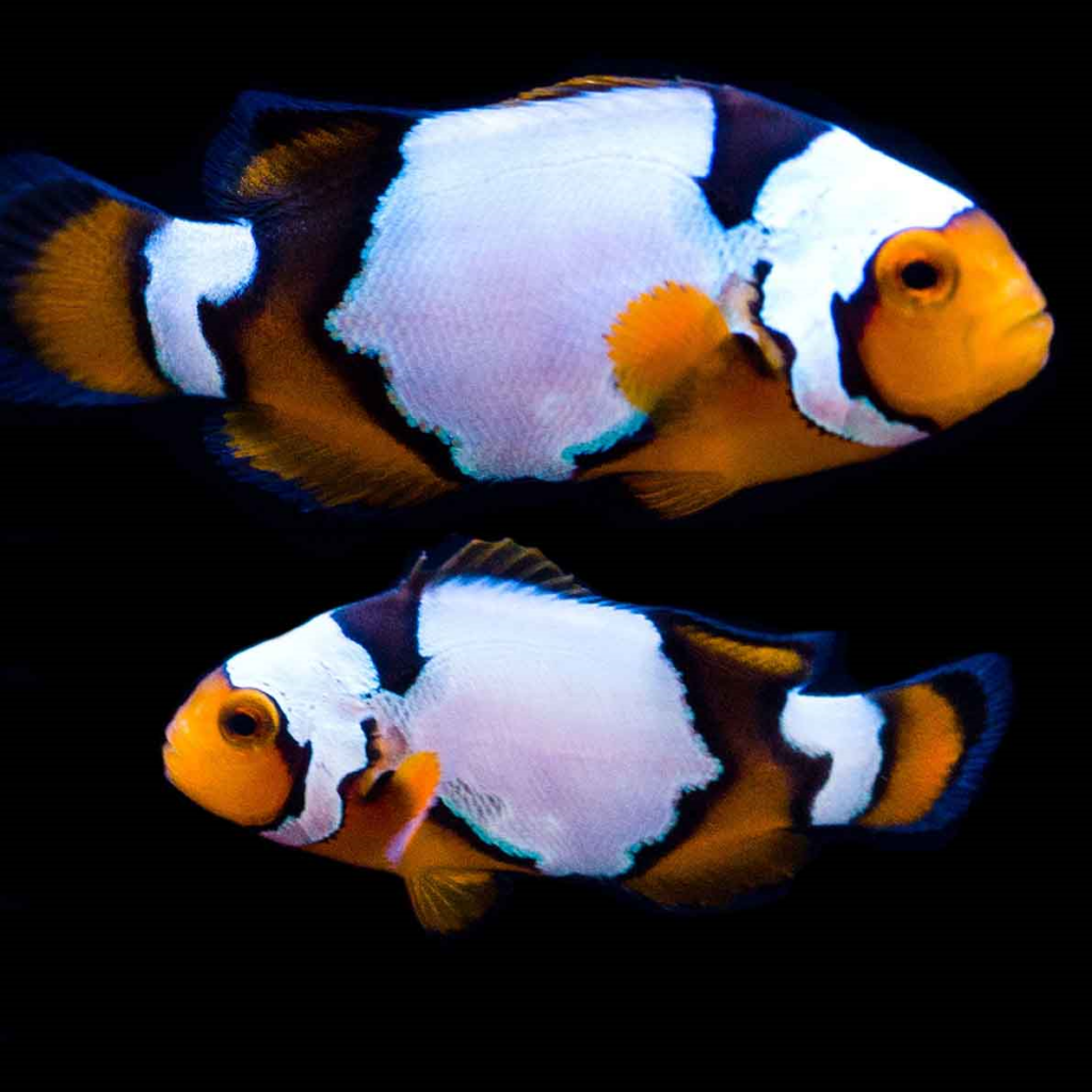Snow Onyx Clownfish Pair Designer clownfish onlineAbyss Aquatics UK