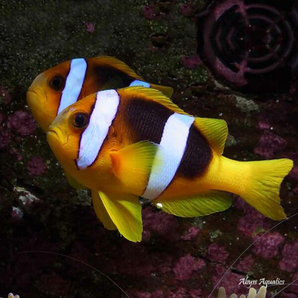 Black Clarkii Clownfish are stunning fish.