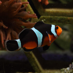 Black Photon Clownfish are absolutely stunning, ocellaris and percula clownfish hybrids