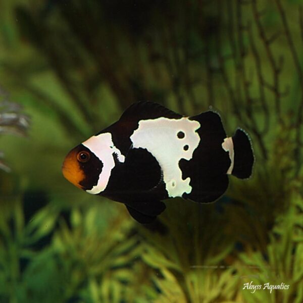 Black Snowflake Clownfish are beautiful ocellaris variants.