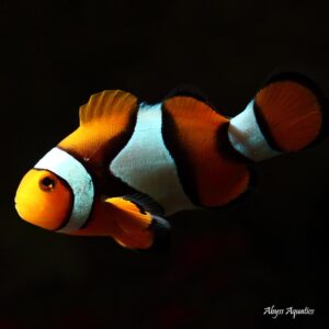 Coral Sea Percula Clownfish are beautiful and iconic marine fish.