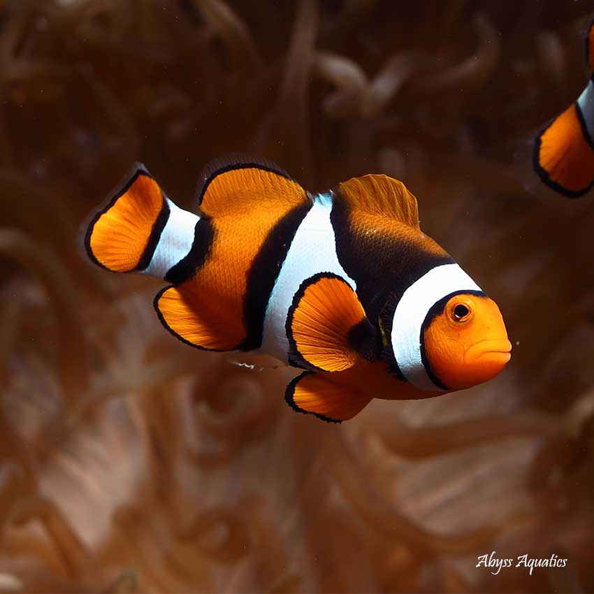 Coral Sea Percula Clownfish Pair Fast Professional service Abyss Aquatics