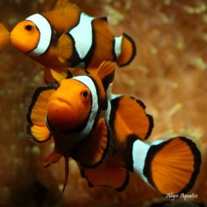 Coral Sea Percula Clownfish are beautiful and iconic marine fish.