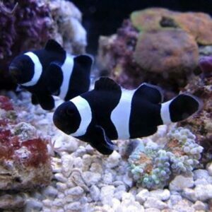 Darwin Clownfish are a stunning ocellaris variants.