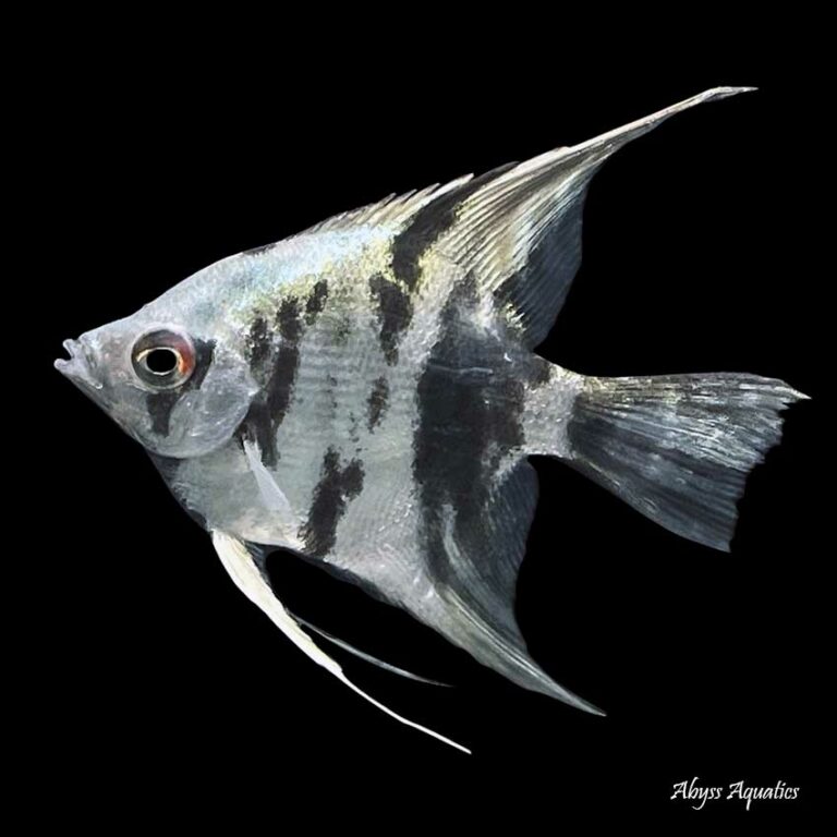 Electric Blue Marble Angelfish Fast, Professional Service