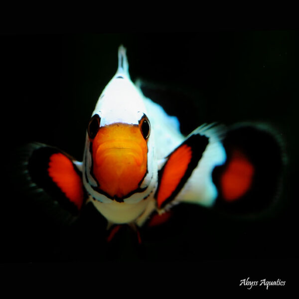 Frostbite Clownfish are beautiful Ocellaris variants.