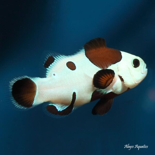 Mocha Storm Clownfish are stunningly beautiful ocellaris variants.