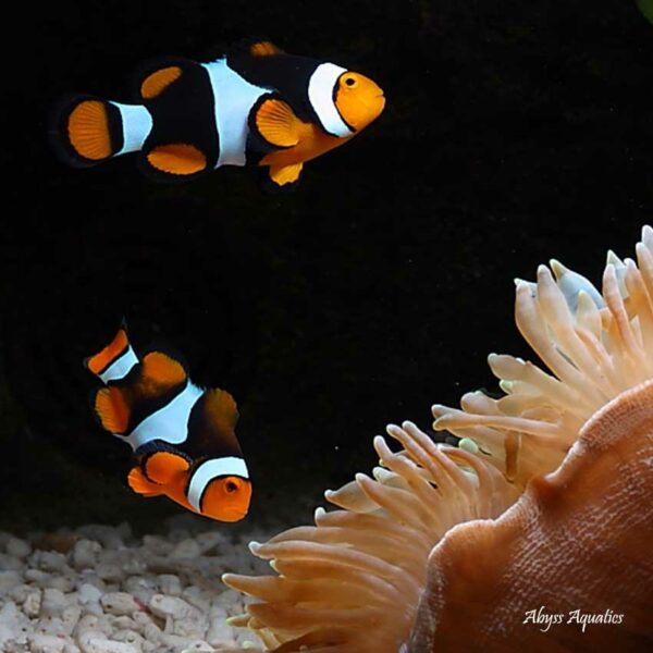 Onyx Clownfish are spectacular fish.