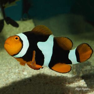 Onyx Clownfish are spectacular fish.