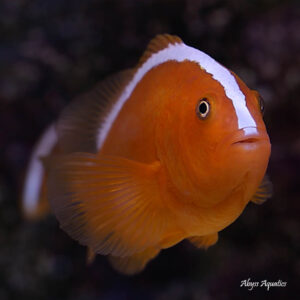 Orange Skunk Clownfish are absolutely adorable.