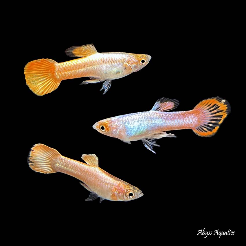 Shop Online for Guppy · Abyss Aquatics UK
