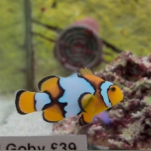 Snowflake Clownfish