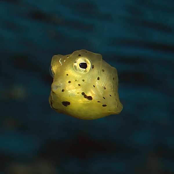 long horn cowfish juv in the aquarium