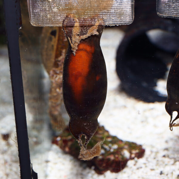 The egg case of the Marmalade Shark (Atelomycterus marmoratus)