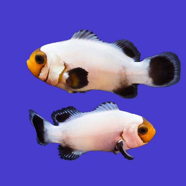 Platinum Clownfish