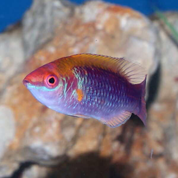 Cirrhilabrus lubbocki, Sapphire Wrasse, Purple Stripe Fairy Wrasse