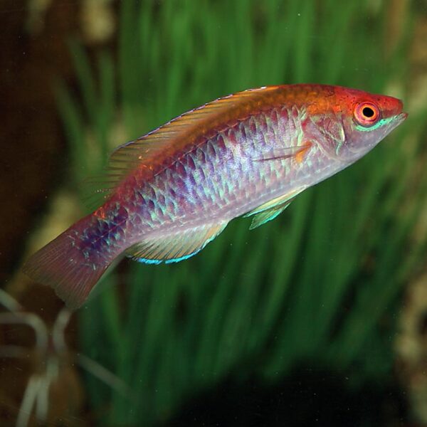 Sapphire Dwarf Parrot sapphire coloured wrasse Cirrhilabrus lubbocki