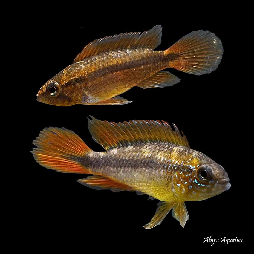 sovende Røg kandidatskole Apistogramma Agassizii Double Red Fast, Professional Service