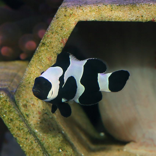 Black DaVinci Clownfish