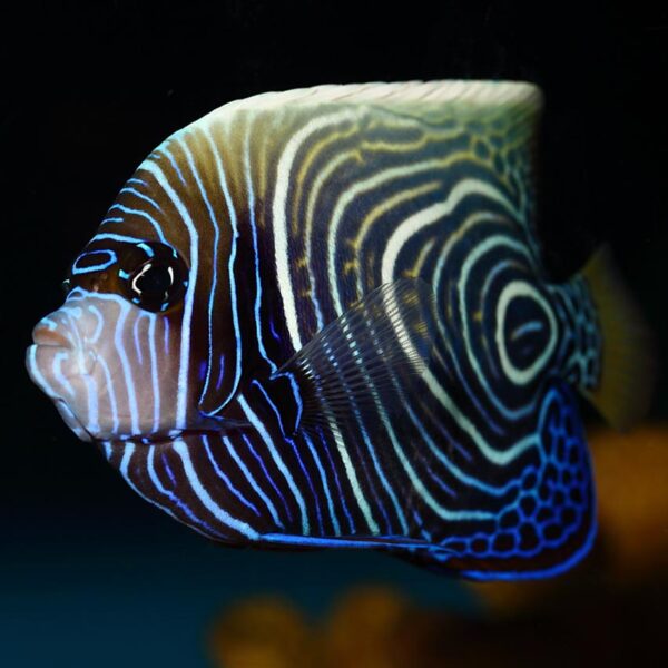 Sub Adult Emperor Angelfish, Pomacanthus imperator, also go by the name Imperator Angelfish.