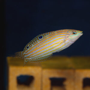 Adorned Wrasse Juv/Female, Halichoeres cosmetus, also go by the name Cosmetus Wrasse.