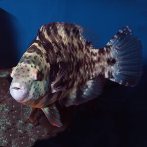 Broomtail Wrasse, Cheilinus lunulatus, are fascinating and charismatic fish, ideal for adding a colour and activity in a predator tank.