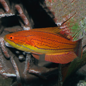 Carpenter's Flasher Wrasse, Paracheilinus carpenteri, are truly stunning fish.