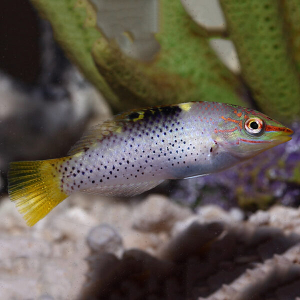 Checkerboard Wrasse or Halichoeres hortulanus. Peacful wrasse featuring a checkerboard pattern