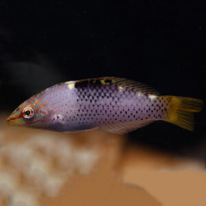 Checkerboard Wrasse, Halichoeres hortulanus, also go by the name Marble Wrasse.