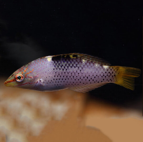 Checkerboard Wrasse, Halichoeres hortulanus, also go by the name Marble Wrasse.
