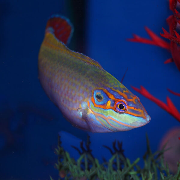 Earmuff Wrasse, Halichoeres melasmapomus, also go by the name Cheekspot wrasse.