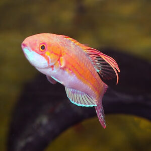 Filamented Flasher Wrasse, Paracheilinus filamentosus, are superb fish to have in your tank.