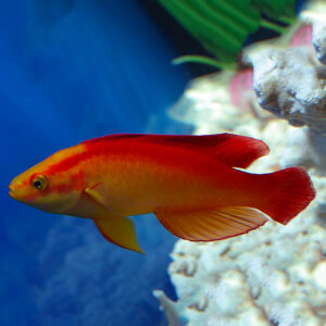 Flame Fairy Wrasse Male