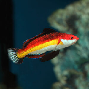 Naoko's Fairy Wrasse, Cirrhilabrus naokoae, also go by the name Shark Fin Fairy Wrasse.