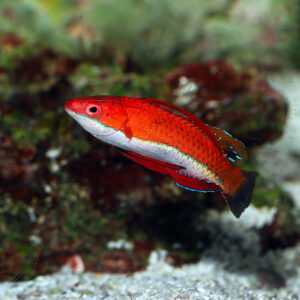 Ruby Longfin Fairy Wrasse