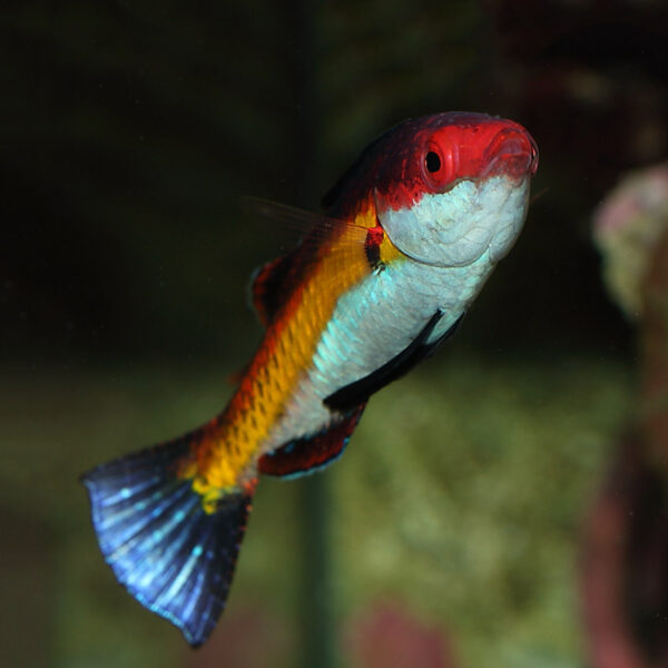 Naoko's Fairy Wrasse, Cirrhilabrus naokoae, also go by the name Shark Fin Fairy Wrasse.