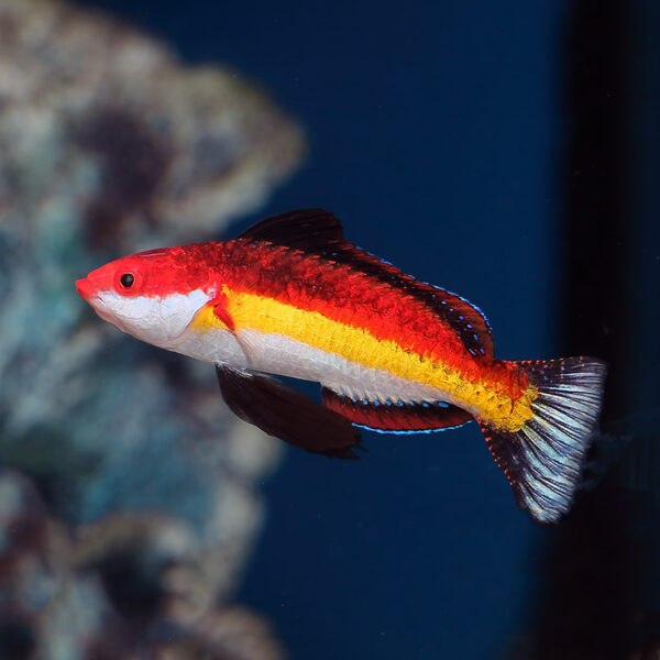 Naoko's Fairy Wrasse beautiful wrasse