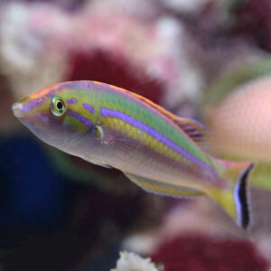 Small Tail Pencil Wrasse Female, Pseudojuloides splendens, are elegant marine fish.